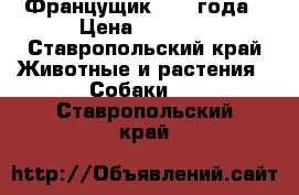 Францущик. 1.5 года › Цена ­ 1 500 - Ставропольский край Животные и растения » Собаки   . Ставропольский край